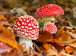 Macro Insects Nature Photography Tips Amazing Nature Photography Beautiful Photography Nature