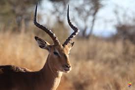 • buck (noun) the noun buck has 5 senses Define Buck Buck Meaning Buck Examples Buck Synonyms Buck Images Buck Vernacular Buck Usage Buck Rootwords Smartvocab