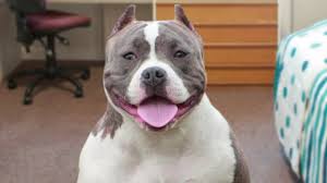 Votre chiot pitbull doit apprendre a inhiber sa morsure afin de ne faire mal à personne lorsqu'il joue, il lui faudra des jouets à mordre ainsi qu'un pour pouvoir adopter un chien de catégorie en france, vous devez remplir les conditions suivantes : American Bully Infos Conseils De L Expert Sur Cette Race De Chien