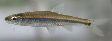 Image result for Nothosaerva