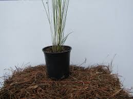Image result for Aristida canescens