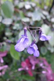 Image result for Streptocarpus glandulosissimus