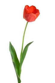 Pin By Jamee Warfle On Tulips Tulips Red Tulips Flowers