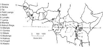 Image result for Aspilia rudis