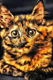 Black And Orange Tortoiseshell Kitten So Pretty Animals Cats Beautiful Cats