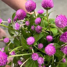 Image result for Gomphrena
