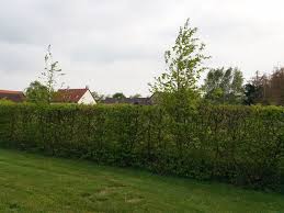 Image result for Živý plot z habru