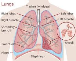 Structure Of The Lungs Lunges Respiratory System Anatomy Human Respiratory System