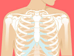 The bones of the rib cage are the sternum, the 12 thoracic vertebrae and the 12 pairs of ribs. How Many Ribs Does A Person Have Anatomy And Rib Pain Causes