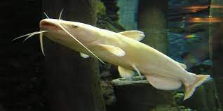 Dalam dunia pemancingan, ikan lele memang menjadi salah satu target paling favorit. Kisah Lele Putih Yang Sering Dianggap Ikan Mistis Oleh Masyarakat