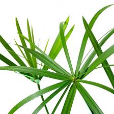 Image result for Cyperus sp. no. 1