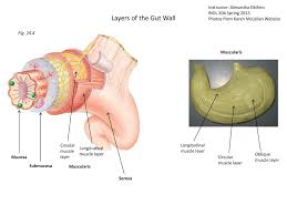 Get an accurate hindi meanings of all the terms you want! Ppt Layers Of The Gut Wall Powerpoint Presentation Free Download Id 1711102