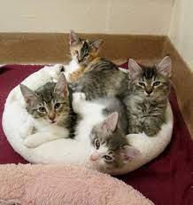 Grr's mission is to rescue, rehabilitate, and adopt out rabbits to loving homes, as well as educate current and potential rabbit owners. Cat For Adoption Kittens A Domestic Short Hair In Gainesville Fl Petfinder