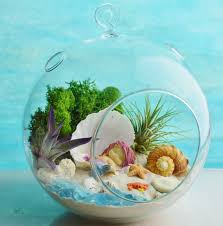 Mermaid Beach Terrarium Kit 7 Air Plant Terrarium Kit Coastal Living Beach Decor Shells Sleeping Mermaid In Shell Gift Idea Terrarium Teraryum Mumlar