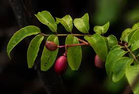 Image result for Clausena anisata