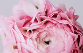 Image result for Ranunculus volkensii