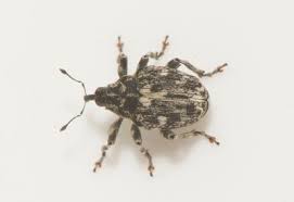 Image result for Entephria polata