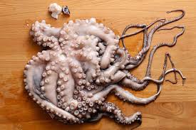 Image result for Octolepis