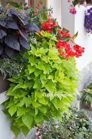 Image result for Ipomoea batatas pots