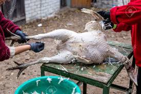 Image result for dead turkey