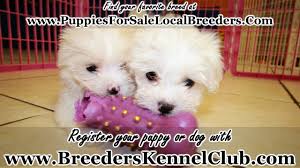 Maybe you would like to learn more about one of these? Puppies For Sale Local Breeders Teacup Maltese Puppies For Sale Near Peachtree Corners Ga At Puppies For Sale Local Breeders
