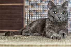 We did not find results for: 14 Longest Living Cat Breeds Based On Studies Excited Cats