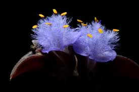 Image result for Cyanotis caespitosa