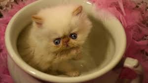 Tortie point himalayan is living with shelly & family. Oh No Red Gene Character Periwinkle S Flame Point Himalayan Kitten Another Cutiepie Youtube