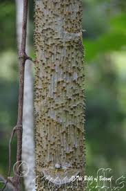 Image result for Ixora longipedunculata