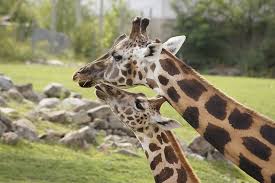 Check spelling or type a new query. Giraffe Mother Baby Animals Love Nature Animal Themes Animal Mammal One Animal Pxfuel