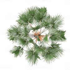 Image result for Borassus