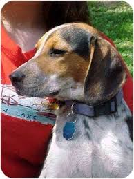 Find free puppies near me, adopt a puppy, buy puppies direct from kennel breeders and puppy owners give a home to this cute puppy. Cincinnati Oh Beagle Meet Pearl Blue Tick Beagle A Pet For Adoption