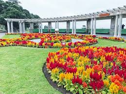 Going direct to the local florist means bigger, more beautiful bouquets and excellent service from local flower experts worldwide. How To Grow Crazy Colorful Celosia Flowers Gardener S Path