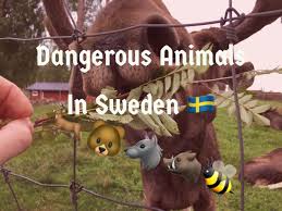 Stream sweden vs canada live on sportsbay. Most Dangerous Animals In Sweden And How To Avoid Them Hej Sweden