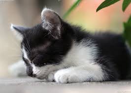 Popular black white kitty of good quality and at affordable prices you can buy on aliexpress. 43 Cute Black Cat Wallpaper On Wallpapersafari