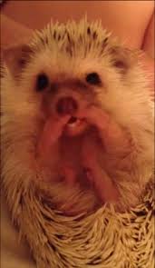 This Hedgehog Is The World S Most Adorable Groomer Monkeys Funny Cute Hedgehog Hedgehog