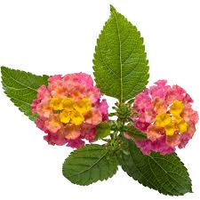 Image result for Lantana rugosa