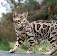 Pictures and Facts About Bengal Cats and Kittens