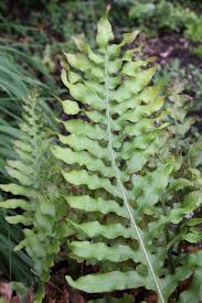 Image result for Drynaria