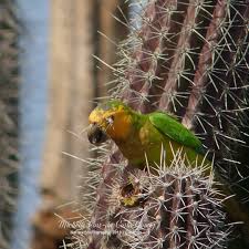 Regular doses of vitamin c increase the production of white blood cells, which. Eating Cactus Fruits Can Be Bird Watching Curacao Facebook