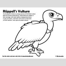 There are tons of great resources for free printable color pages online. Rueppell S Vulture Coloring Page Fun Free Downloads Activity Pages Birdorable