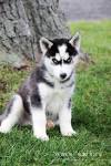 Siberian Husky price range. How much does a Husky puppy cost?