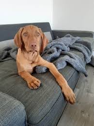 Image result for maďarský krátkosrstý ohař