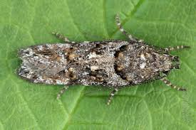 Image result for Teleiopsis diffinis