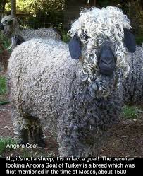 A Curly Haired Goat Angora Goats Goats Sheep Pig