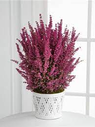 Heather Heather Plant Ftd Flowers Heather Flower