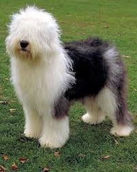 Dog Breeds Good With Children English Sheepdog Dog Old English Sheepdog English Sheepdog