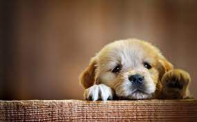 Download Lab Puppy Wallpaper Desktop Background Wdmbj Masbradwall Com Cute Puppy Wallpaper Cute Baby Dogs Cute Baby Animals