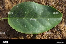 Image result for Maerua angolensis