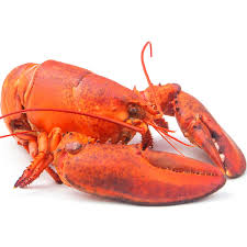 نتیجه جستجوی لغت [lobster] در گوگل